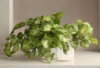Arrowhead Plant Syngonium Butterfly Unrooted Cuttings Set of 5 Goosefoot Vine Houseplant